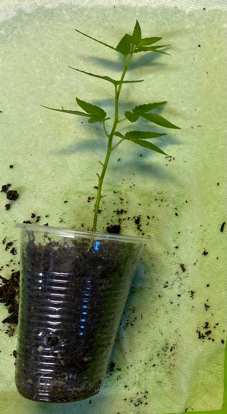 May include: A young green plant with serrated leaves, growing in a clear plastic cup filled with dark soil. The plant is on a light green surface, with scattered soil around the cup.