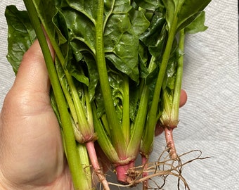 8 Rooted Spinach for You to Grow Your Own Vegitable