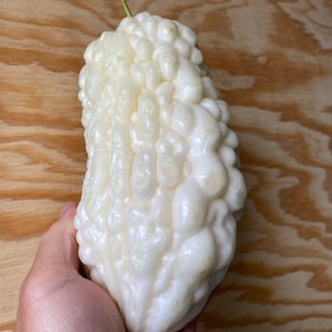 10 Rare White Bitter Melon Seeds From 2023 Season