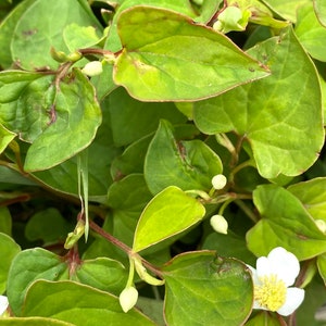 5 Houttuynia Cordata , fish mint, fish leaf 魚腥草 Rooted Starter Plants Bild 2