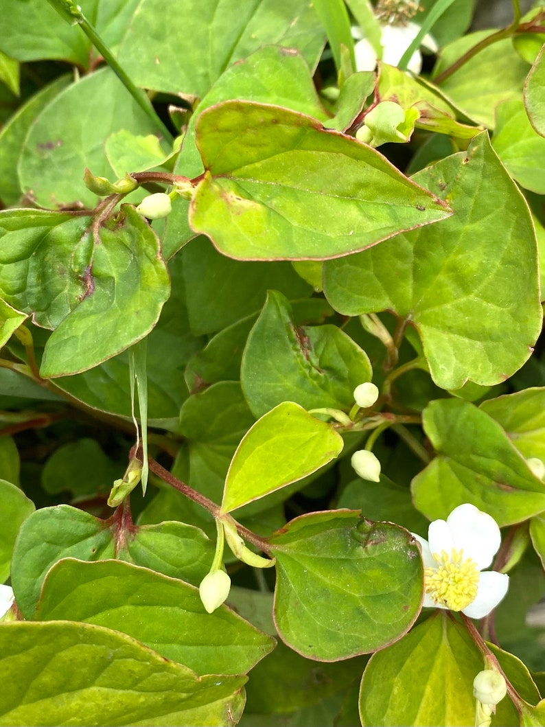 5 Houttuynia Cordata , fish mint, fish leaf 魚腥草 Rooted Starter Plants Bild 2