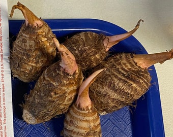 5 Edible Taro  Roots for Planting
