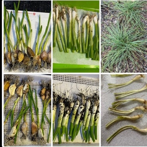 15 Total . Mix Live plants of Garlic蒜, Green Onion 蔥,  Chinese Bulbous Onion / Allium Chinense 蕎頭