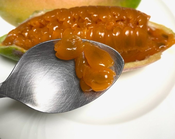 1 Banana Passion Fruit Starter Plant Etsy