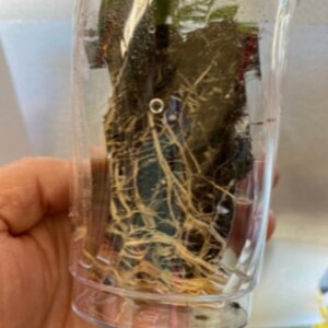 以下が含まれることがあります： 透明なプラスチックカップの中に根が見える植物のクローズアップ。根は薄い茶色で、透明なプラスチックを通して見えています。