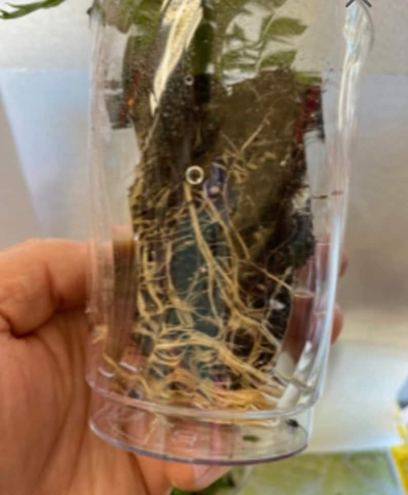 以下が含まれることがあります： 透明なプラスチックカップの中に根が見える植物のクローズアップ。根は薄い茶色で、透明なプラスチックを通して見えています。