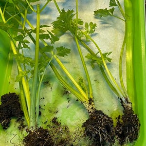 May include: Three celery stalks with green leaves and light green stems are positioned in a bright green plastic tray. Each stalk has a dark brown root ball with visible white root hairs attached to the base, resting on a white paper towel.