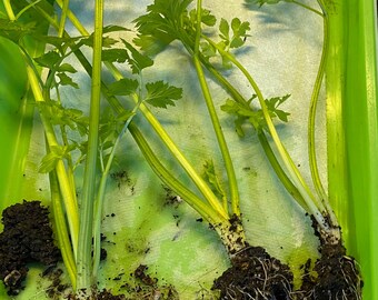 3 Chinese Celery Plants