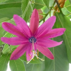 May include: A close-up of a vibrant pink flower with elongated petals and a dark blue center. The flower is surrounded by lush green leaves, creating a natural and colorful composition. The flower's delicate structure is highlighted against the backdrop of the foliage.