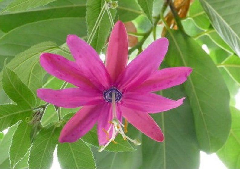 May include: A close-up of a vibrant pink flower with elongated petals and a dark blue center. The flower is surrounded by lush green leaves, creating a natural and colorful composition. The flower's delicate structure is highlighted against the backdrop of the foliage.