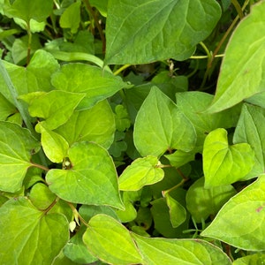 5 Houttuynia Cordata , fish mint, fish leaf 魚腥草 Rooted Starter Plants Bild 6