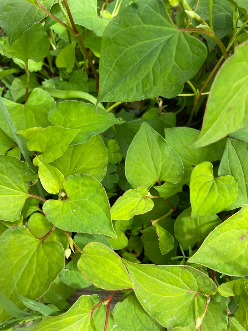 5 Houttuynia Cordata , fish mint, fish leaf 魚腥草 Rooted Starter Plants image 6