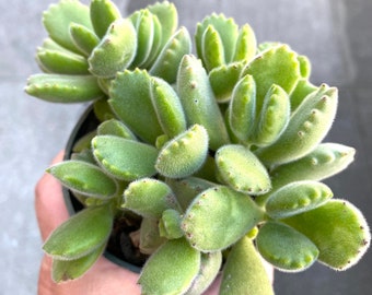 Bear’s Paw / Cotyledon Tomentosa in A 4” Pot