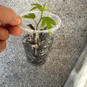 May include: A small green plant with several leaves is growing in a clear plastic cup. The cup is filled with dark soil and small white pebbles. The plant is held by a hand.