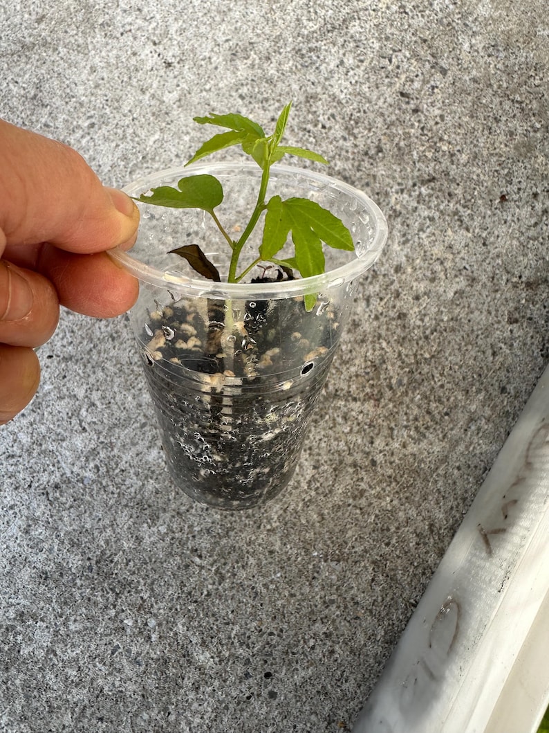 May include: A small green plant with several leaves is growing in a clear plastic cup. The cup is filled with dark soil and small white pebbles. The plant is held by a hand.