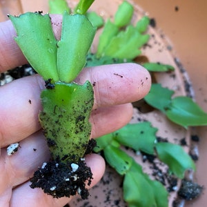 4 Holiday Cactus Rooted Starter Plants