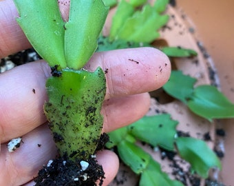 4 Holiday Cactus Rooted Starter Plants