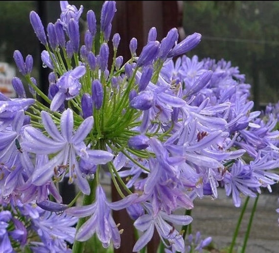 10 Live Agapanthus Small Plants 百子蓮， African Lily, Lily