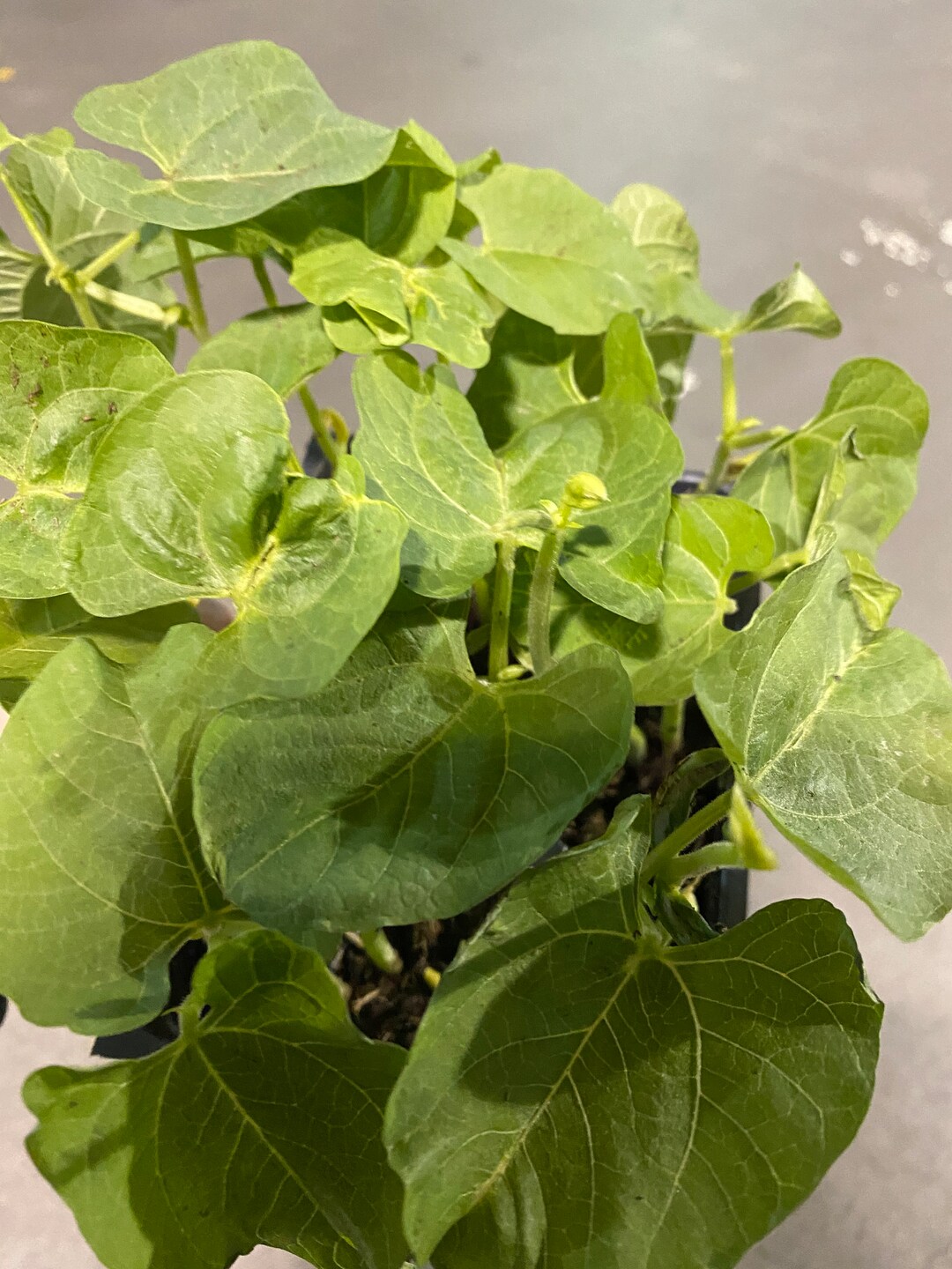 5 Blue Lake Bush Beans Live Plants Etsy