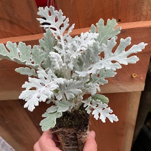 2 Dusty Miller Live Plants