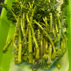 15 Watercress Cuttings, Thick and Started To Take Roots.