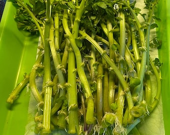 12 Watercress Cuttings, Thick and Roots Started to Form.