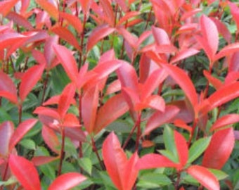 5 Red Tip Photinia cuttings