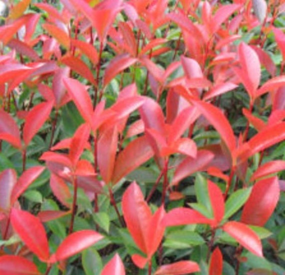 5 Red Tip Photinia cuttings - Etsy.de