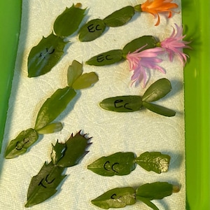 Holiday Cactus Cuttings, Thanksgiving, Easter & Christmas Cactus (6 Total)