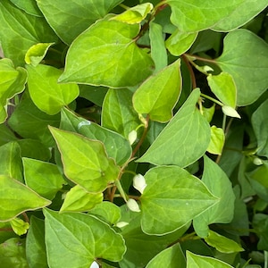 5 Houttuynia Cordata , fish mint, fish leaf 魚腥草 Rooted Starter Plants image 1