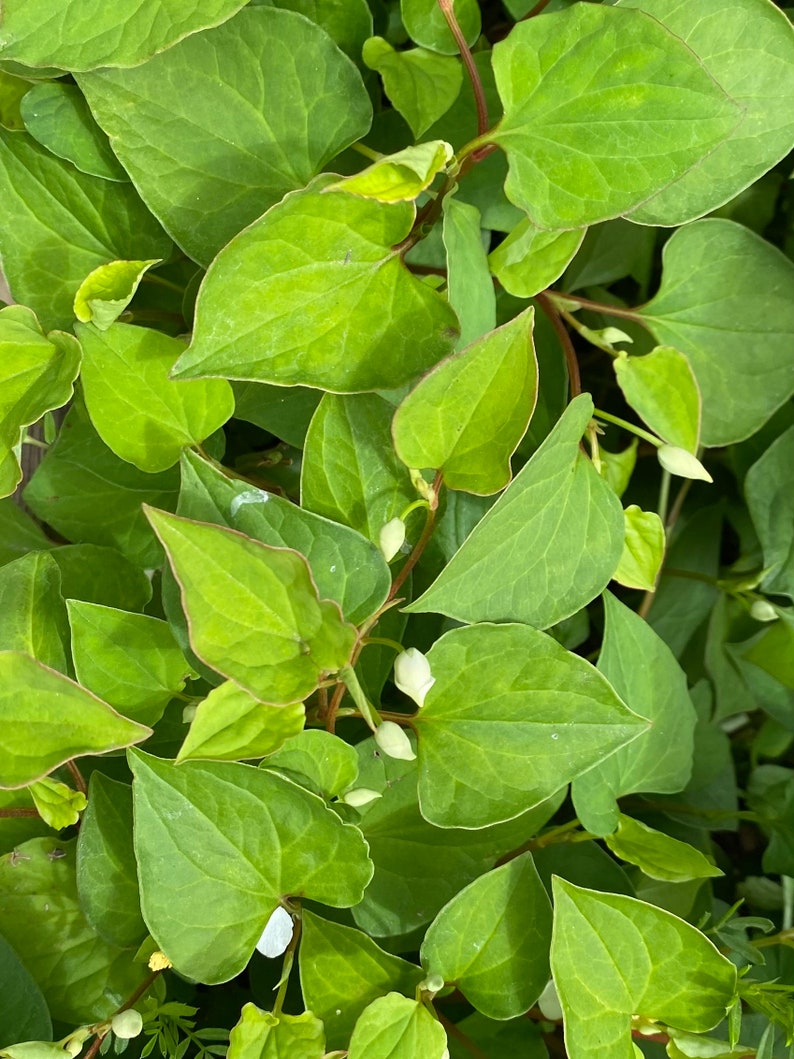 5 Houttuynia Cordata , fish mint, fish leaf 魚腥草 Rooted Starter Plants Bild 1