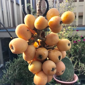 30 Fresh Loquat Leaves