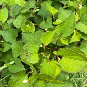 5 Houttuynia Cordata , fish mint, fish leaf 魚腥草 Rooted Starter Plants Bild 5