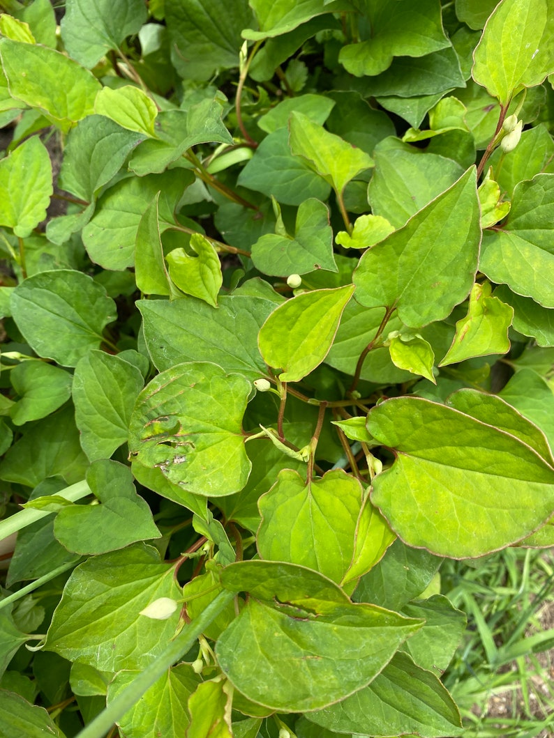 5 Houttuynia Cordata , fish mint, fish leaf 魚腥草 Rooted Starter Plants image 5