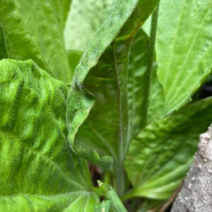 5 Plantago Asiatica Live Plants 車前草田灌草 image 4