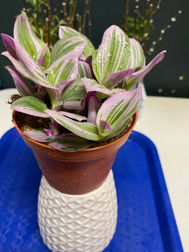 DIYsfGardening Tradescantia Nanouk Plant - Thumbnail 4