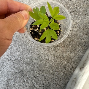 May include: A small, clear plastic cup holding a young plant with bright green, lobed leaves. The plant is in dark soil, and a hand is gently holding a leaf. The cup is on a gray concrete surface.