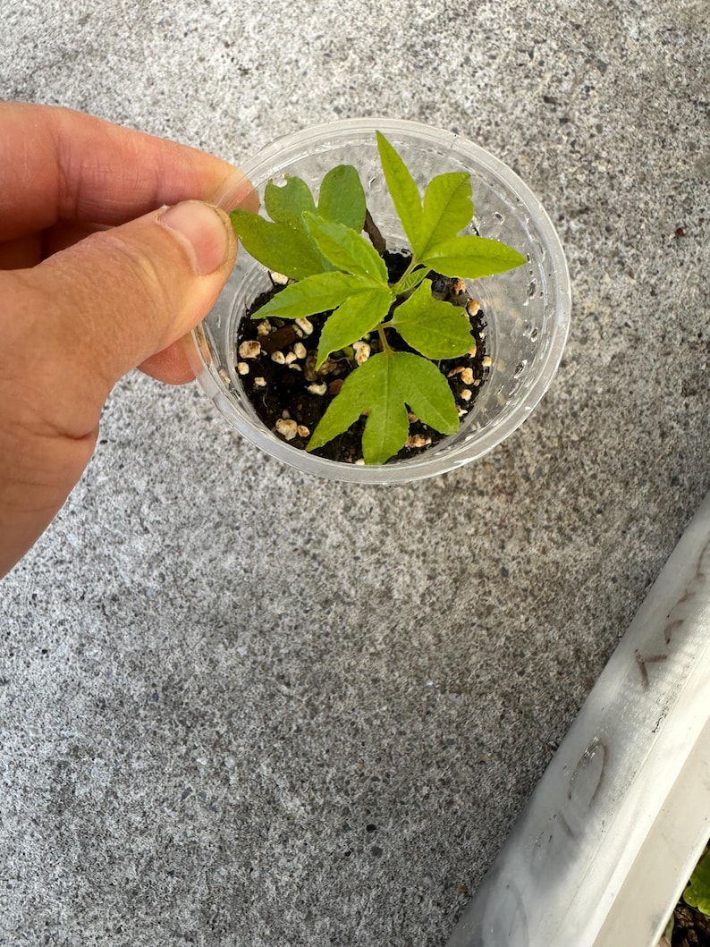 May include: A small, clear plastic cup holding a young plant with bright green, lobed leaves. The plant is in dark soil, and a hand is gently holding a leaf. The cup is on a gray concrete surface.