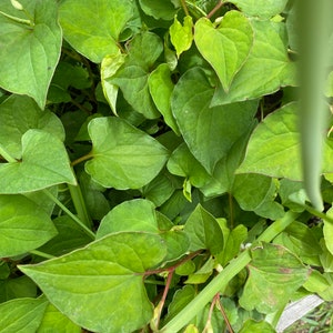 5 Houttuynia Cordata , fish mint, fish leaf 魚腥草 Rooted Starter Plants image 4