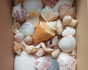 Stunning & colorful seashells
