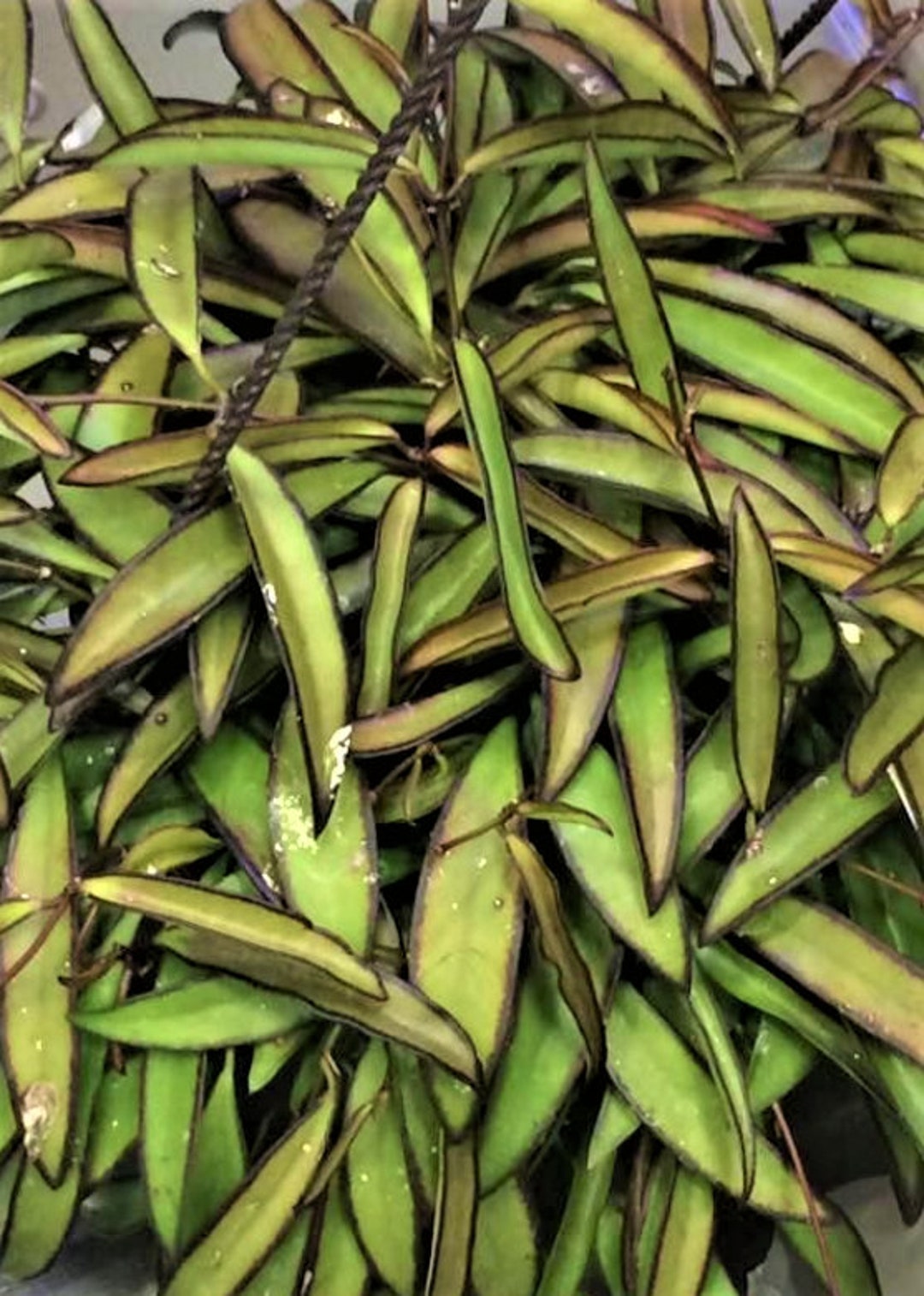 Hoya Kentiana Wayetii Plant hoya Wax Live Plant STARTER Etsy