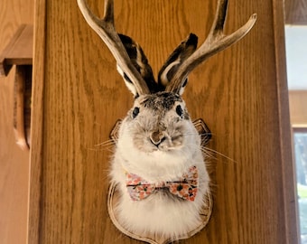 The Fancy Jackalope with floral bow tie