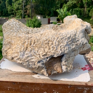 May include: A large, weathered piece of coral with a beige and off-white color palette. The coral has a textured surface with intricate patterns and is displayed on a wooden surface. The natural form suggests it could be used as a decorative element.