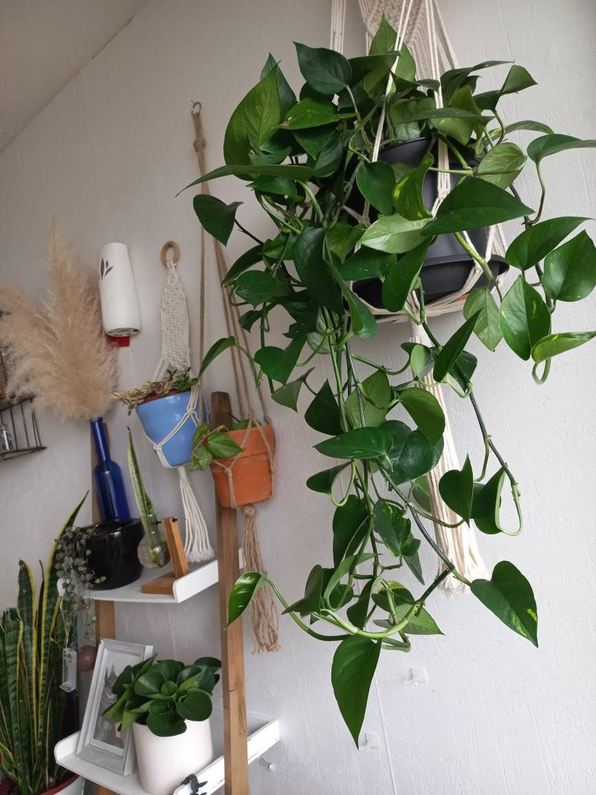 Plante d'intérieur Pothos( Liane Du Diable Bouture