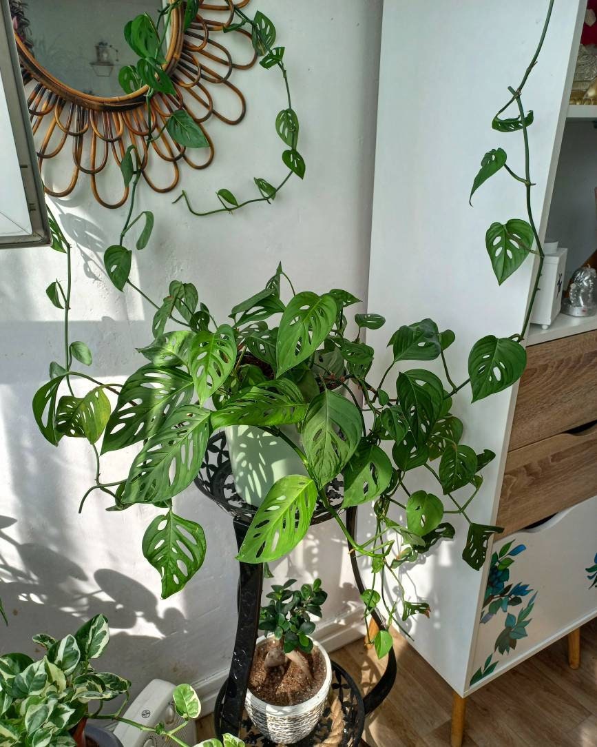 Plante d'intérieur Monstera Monkey