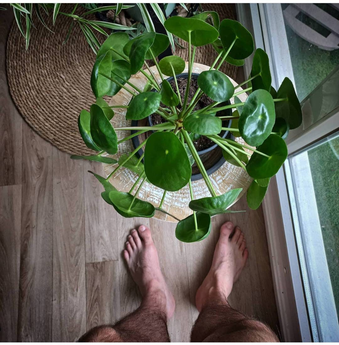 Plante d'intérieur Pilea