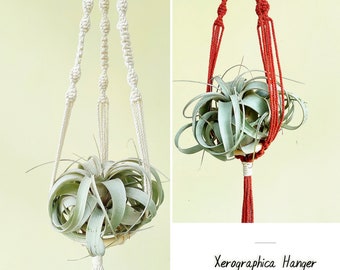 Macrame Air Plant Hanger, Decoración Boho, Exhibición Tillandsia Xerographica