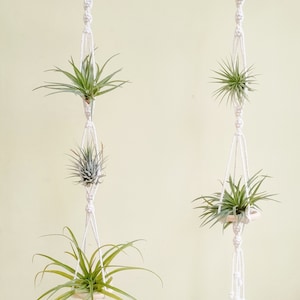 May include: Two macrame plant hangers with wooden rings, each holding three air plants. The hangers are suspended from a wooden branch.