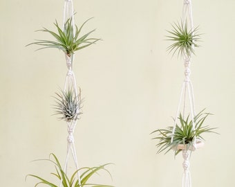 Soporte de macramé para plantas aéreas, colgador de tillandsias estilo boho, expositor triple para plantas.