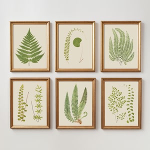 PRINTABLE Vintage Botanical Gallery Set | 6 Piece Plant Digital Download | Antique Leaf Illustration | Boho Cottagecore Decor | Pressed Fern